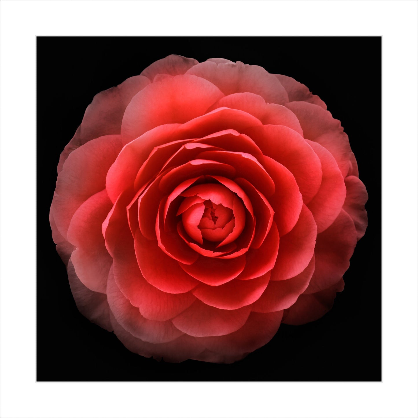 Print of Red Camellia with double blooming symmetrical velvety petals Centered in Square mode, black background 16" white mat