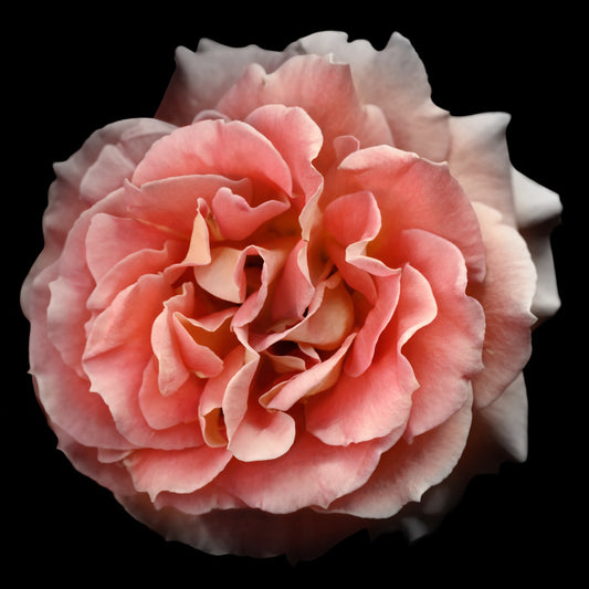 orange floribunda rose in prime bloom with a spiral oval opening with golden highlights. Centered in Square mode, black background, Fine art botanical flower print wall art