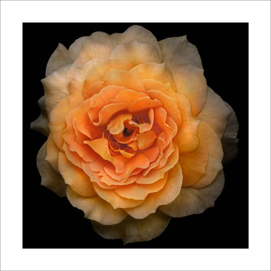 yellow rose fine art photograph print of double blooming yellow flower with symmetrical petals centered in Square mode on black 12" white mat