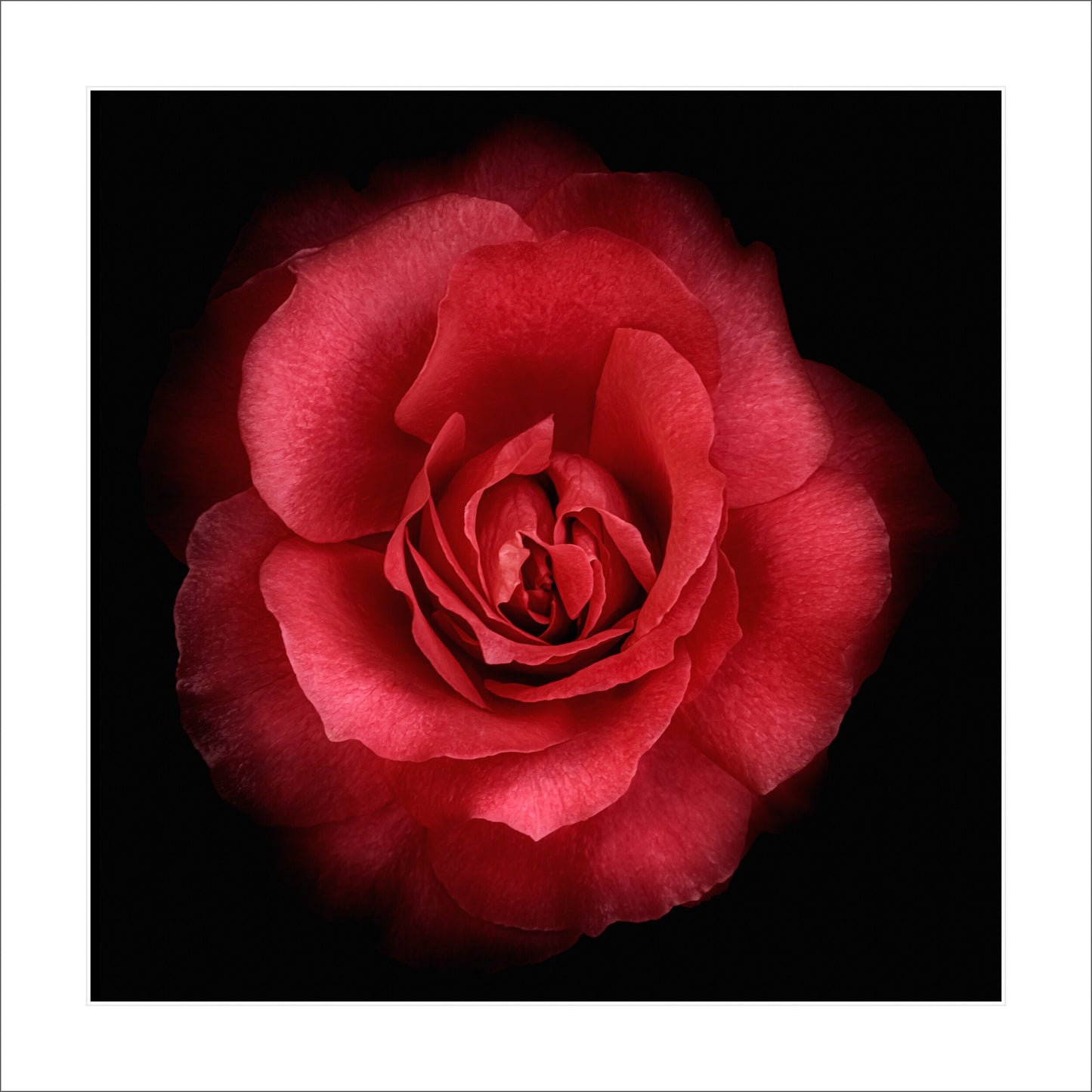 Print of stunning red rose with round bloom, rosette-style form Centered in Square mode on black background 12" white mat