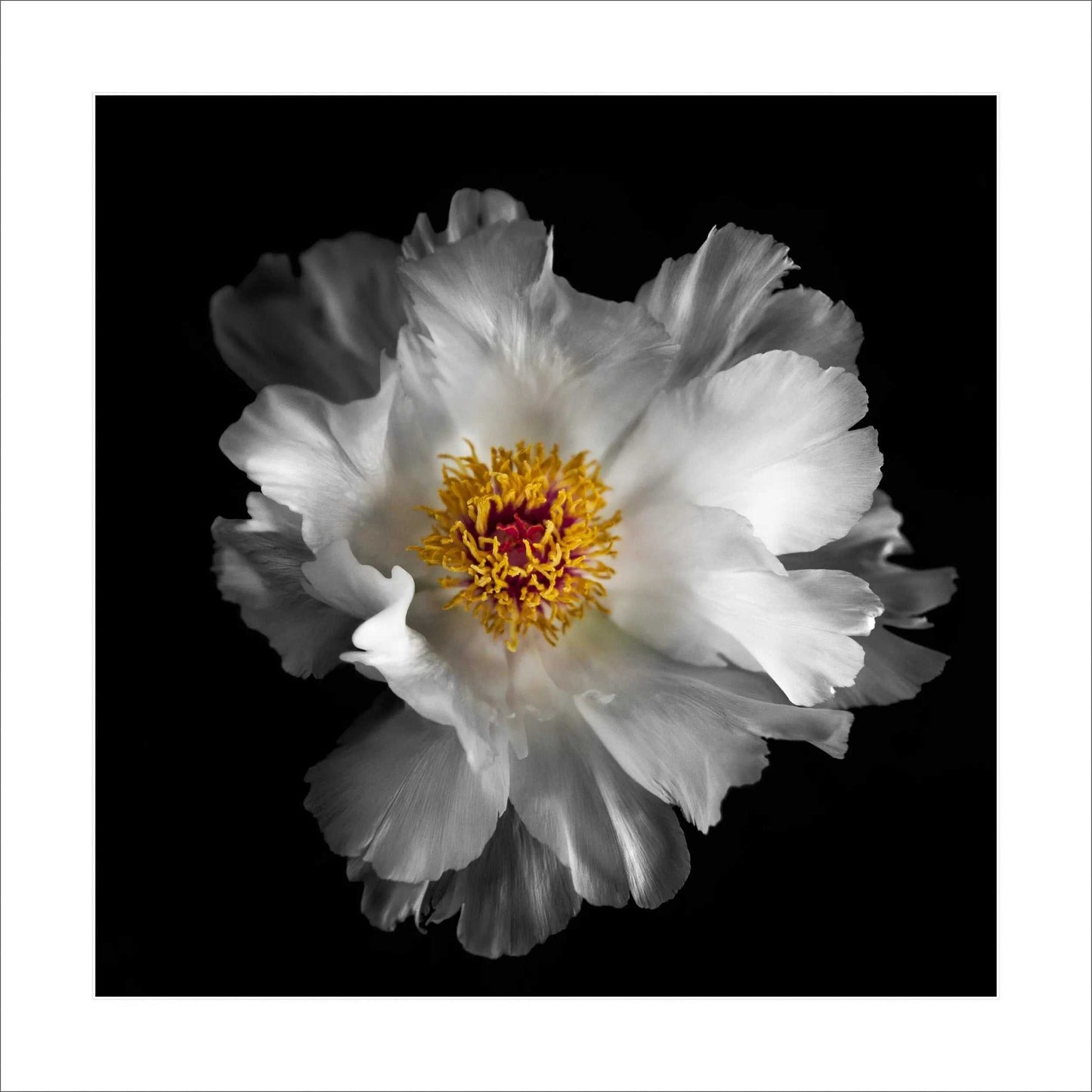 White Peony photograph fine art print of full bloom with overlapping pure white petals giant open center with yellow stamen Centered in Square mode on black background