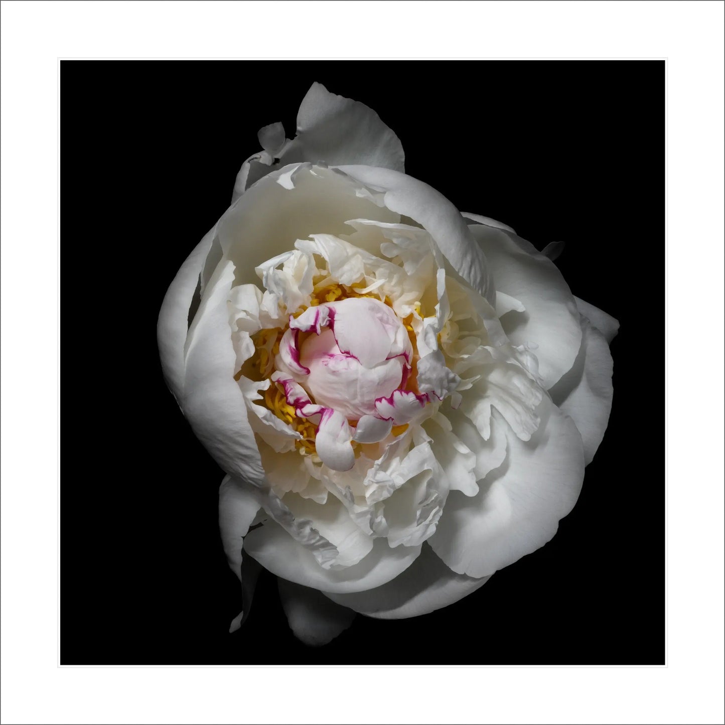 Peony flower with white petals adorned with crimson accents and yellow center half open half closed Centered in Square mode on black background 16" white mat