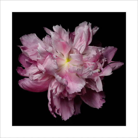 pink peony photograph print of flower with scalloped petals magenta with silvery edges and yellow center Giclee Print on Bamboo Paper Centered in Square mode, black background