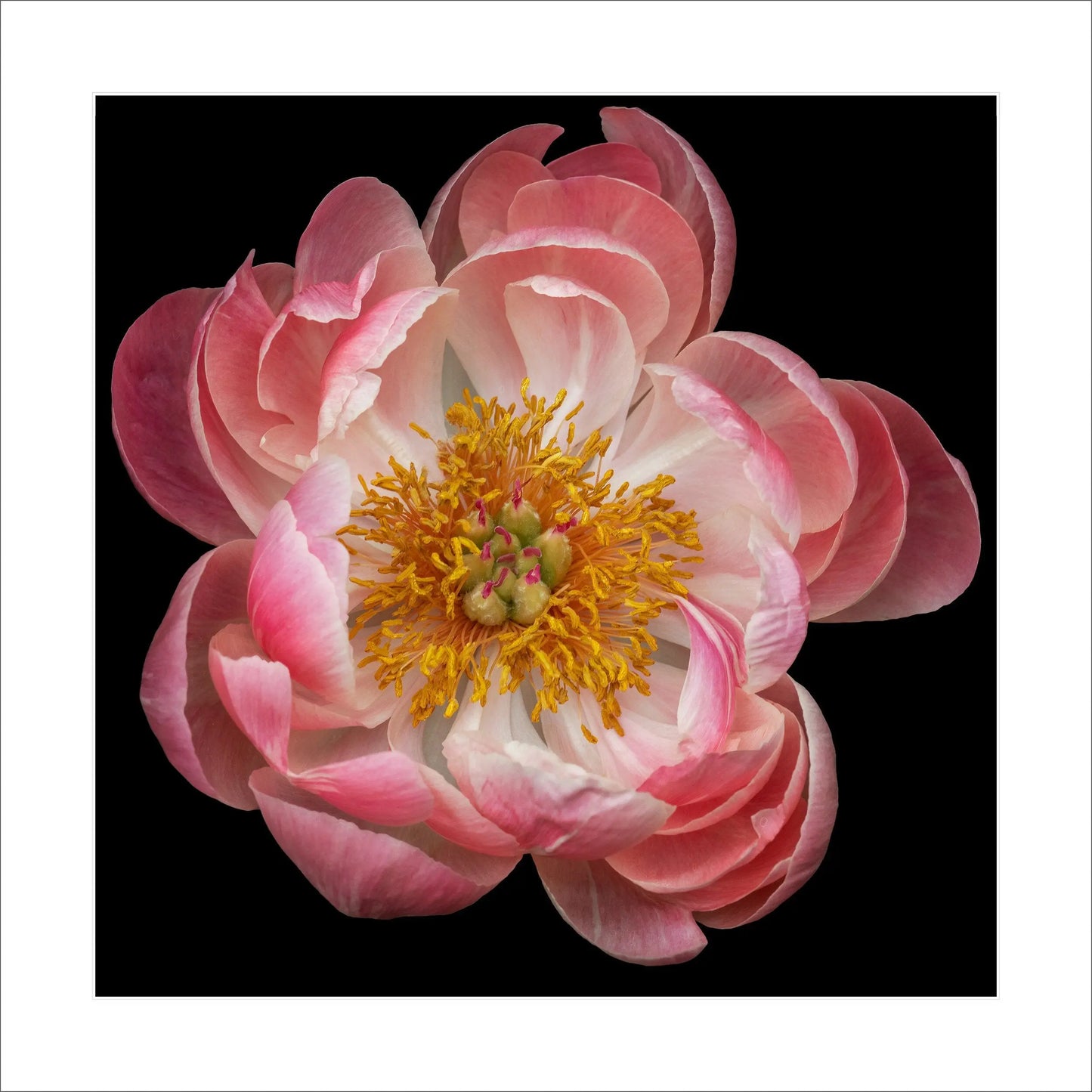 double boom pink hybrid peony with dark coral center and round fluttering petals fading to pale pink, large yellow stamen center Centered in Square mode, black background 16" white mat
