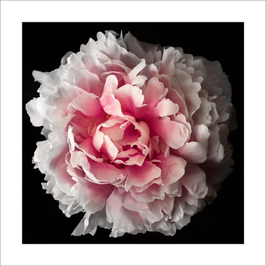 fine art botanical photography giclée print pink rose flower