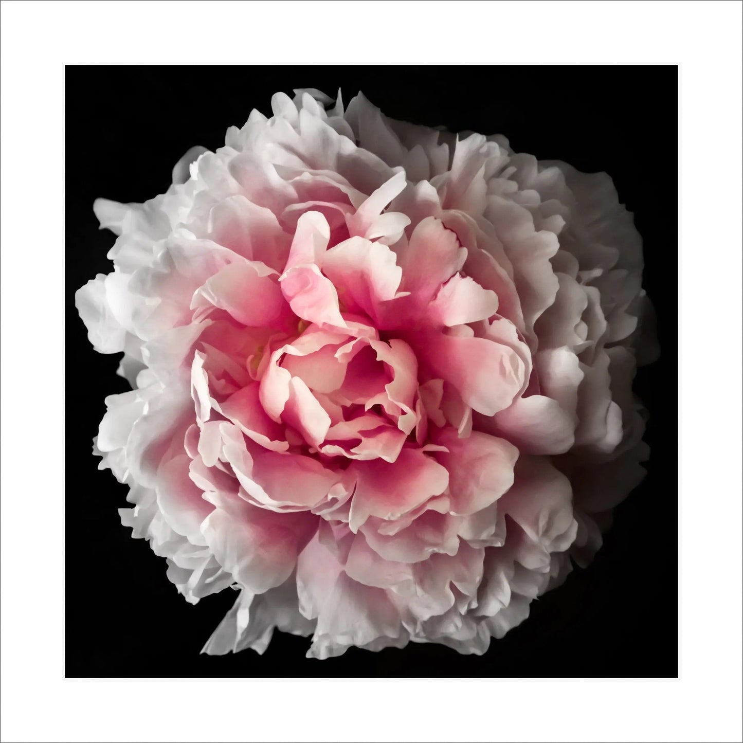 fine art botanical photography giclée print pink rose flower