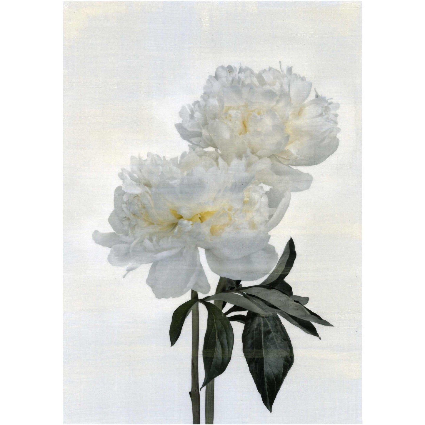 fine art white peony original emulsion print - jamie buzil