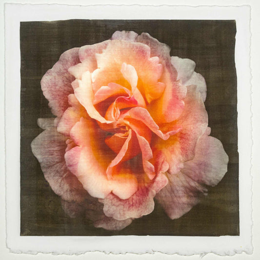 Fine art Orange Rose 3 emulsion lift print with vibrant orange hues and gold iridescence on cotton paper - jamie buzil photography