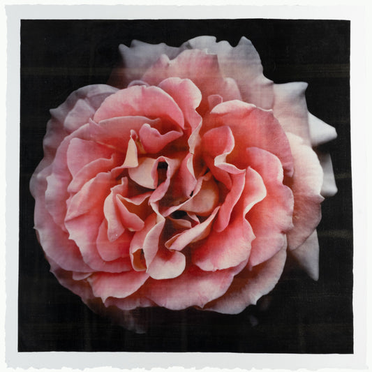 Flower photograph handmade print of orange rose in prime romantic bloom with golden highlights. Centered in Square mode, black background, jamie buzil photography