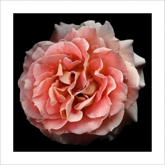 Fine art orange rose - museum quality giclee print - jamie buzil photography