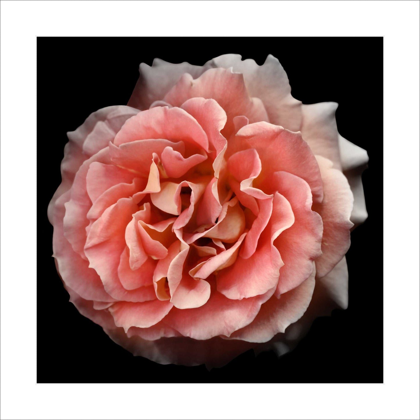 Fine art orange rose - museum quality giclee print - jamie buzil photography