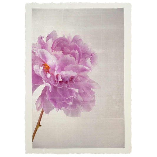 Fine art pink peony original emulsion print - jamie buzil