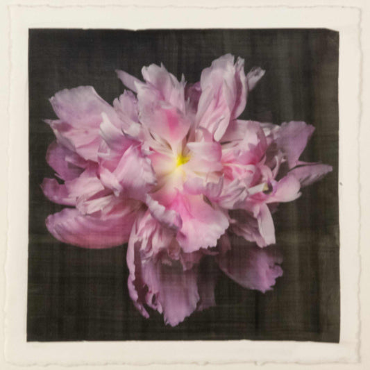 fine art emulsion print of magenta double blooming pink peony with delicate fluttering petals of white and magenta with a yellow center-Centered in Square mode-black background - jamie buzil photography
