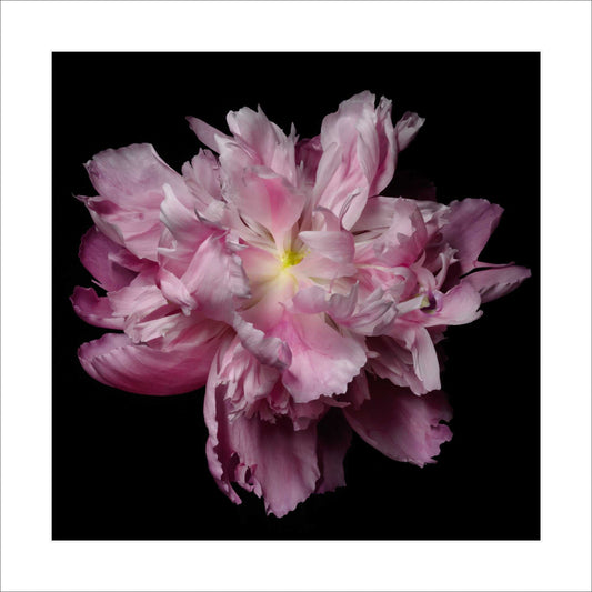 Fine art pink peony- museum quality giclee print - jamie buzil photography