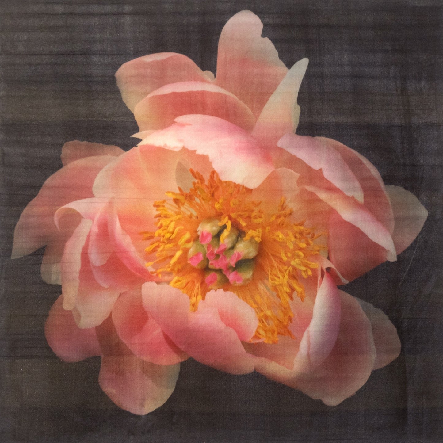 Fine art flower photograph emulsion print Pink Peony 8 with soft pink petals and gold iridescence on cotton paper -Centered in Square mode-black background,-jamie buzil photography