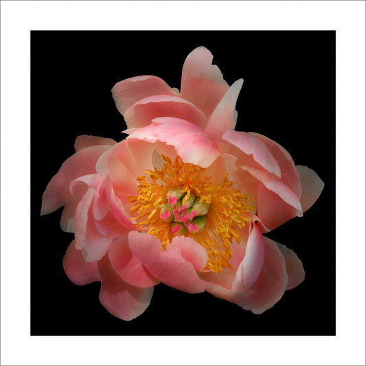 Fine art pink peony - museum quality giclee print - jamie buzil photography