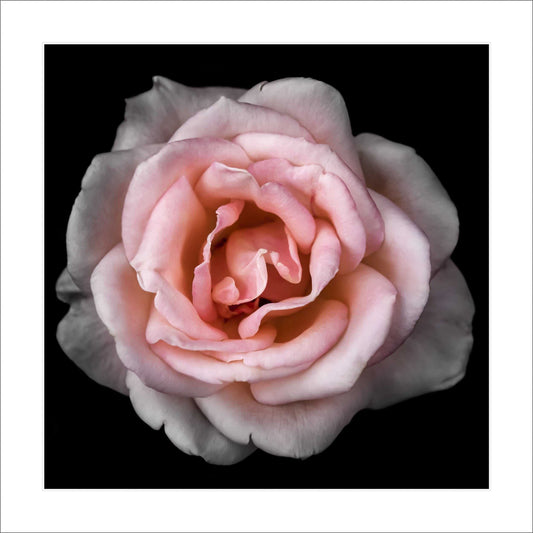 Fine art yellow rose- museum quality giclee print - jamie buzil photography