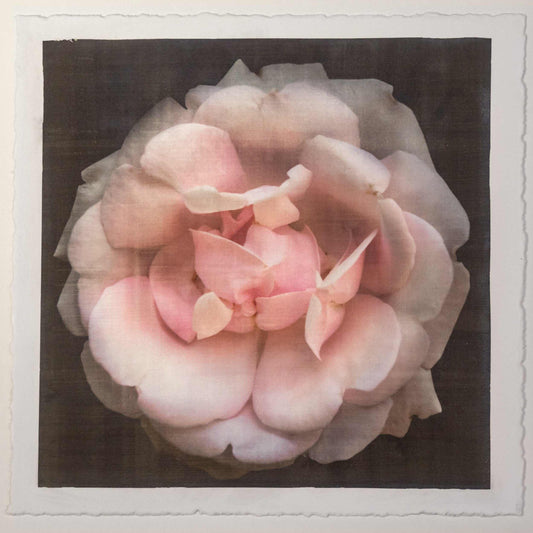 Fine art Flower Emulsion Print of pale Pink Rose 4 double blooming with scalloped edges, fluttery center petals Centered in Square mode, black background - jamie buzil photography