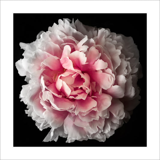 Fine art pink peony rose - museum quality giclee print - jamie buzil photography