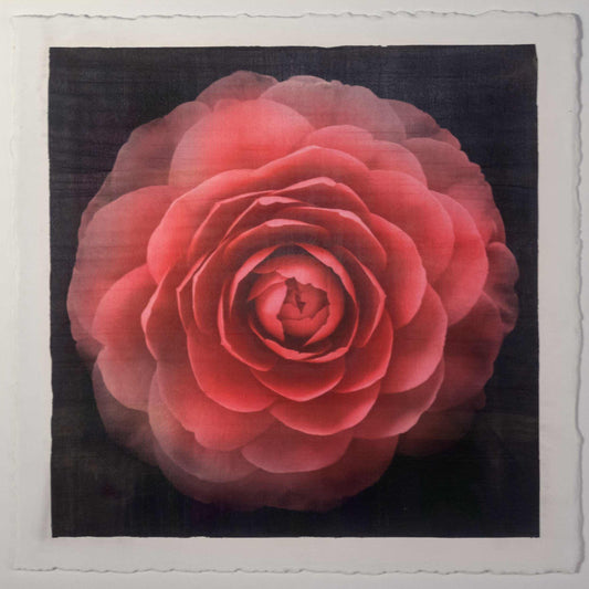 Fine art Flower Emulsion Print of Red Camellia with double blooming symmetrical velvety petals Centered in Square mode, black background on cotton paper deckle edge - jamie buzil photography