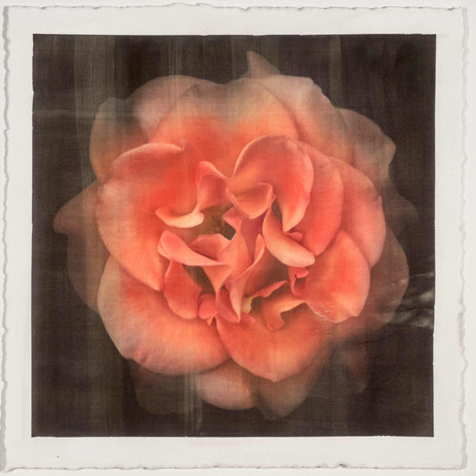Fine Art Flower Print of Red Rose 2 with golden highlights round and spherical in a rosette style Centered in Square mode on black background - jamie buzil photography
