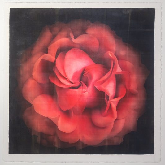 Fine Art Flower Emulsion Print of Red Rose spherical outer scalloped petals closed center centered in square mode on black background - jamie buzil photography