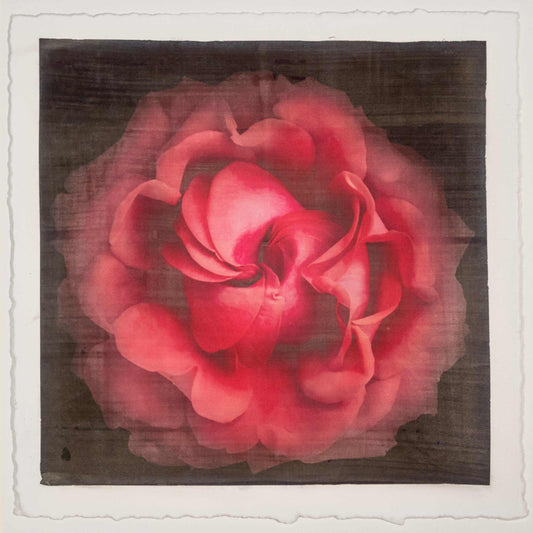 Fine Art Flower Emulsion Print of Red Rose spherical outer scalloped petals closed center centered in square mode on black background - jamie buzil photography