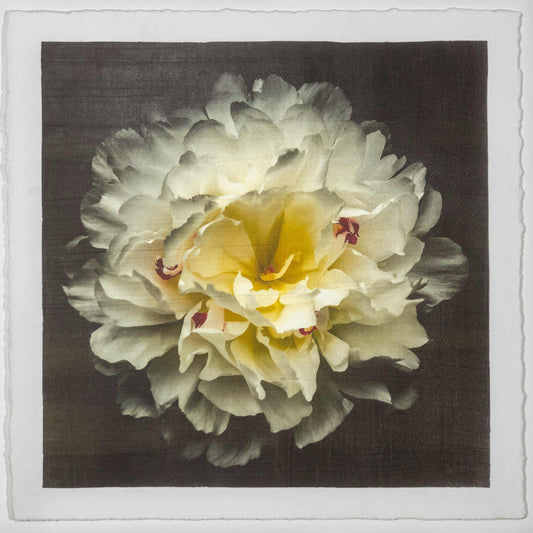Fine Art White Peony Emulsion print with gold iridescence on cotton paper - jamie buzil photography
