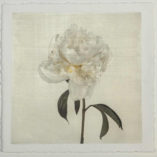 Fine art white peony emulsion print - jamie buzil