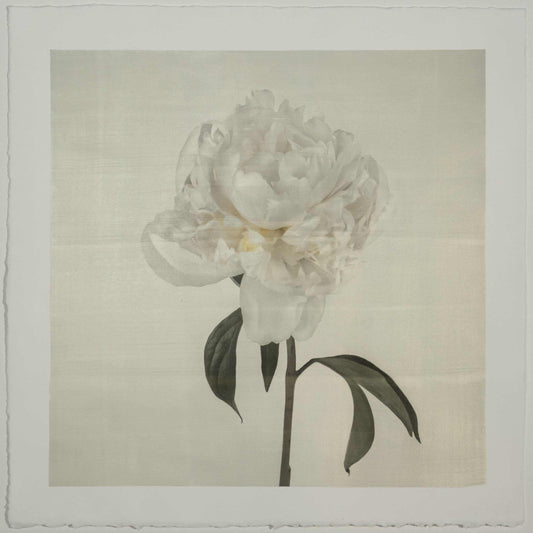 Fine art white peony emulsion print - jamie buzil