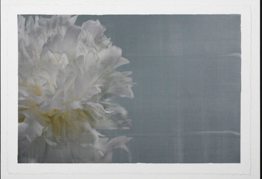 Fine art white peony print on blue - emulsion lift- jamie buzil