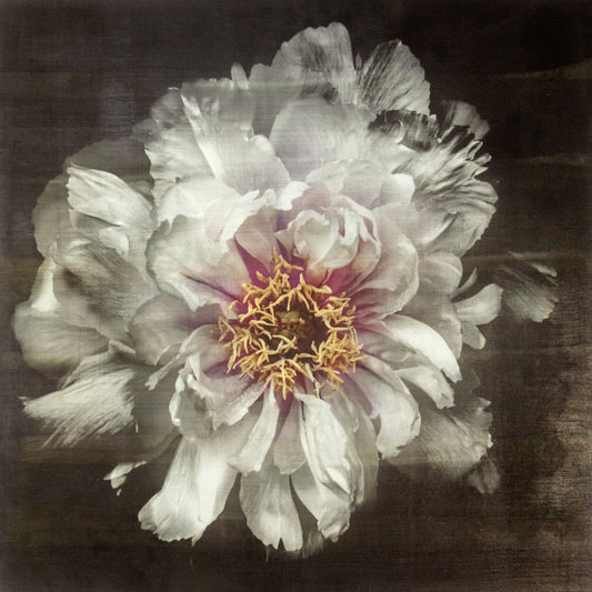 Fine Art White Peony 2 emulsion print showcasing delicate flower with gold and pearl iridescence on cotton paper - jamie buzil photography