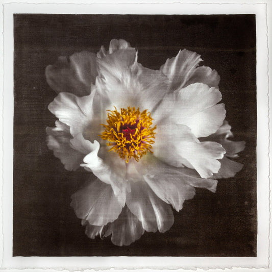 Fine Art Photography Emulsion Print of giant white Peony flower with yellow stamen Centered in Square mode, black background - jamie buzil photography