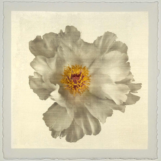 Fine art white peony original emulsion print - jamie buzil photography
