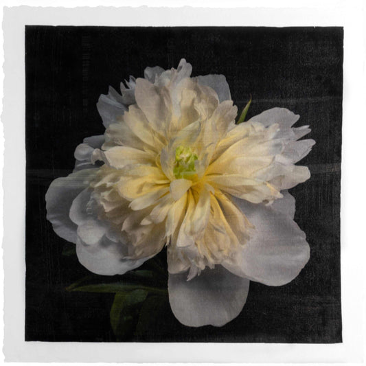 Fine Art handmade variable edition print of White Peony fon cotton paper deckle edge- jamie buzil