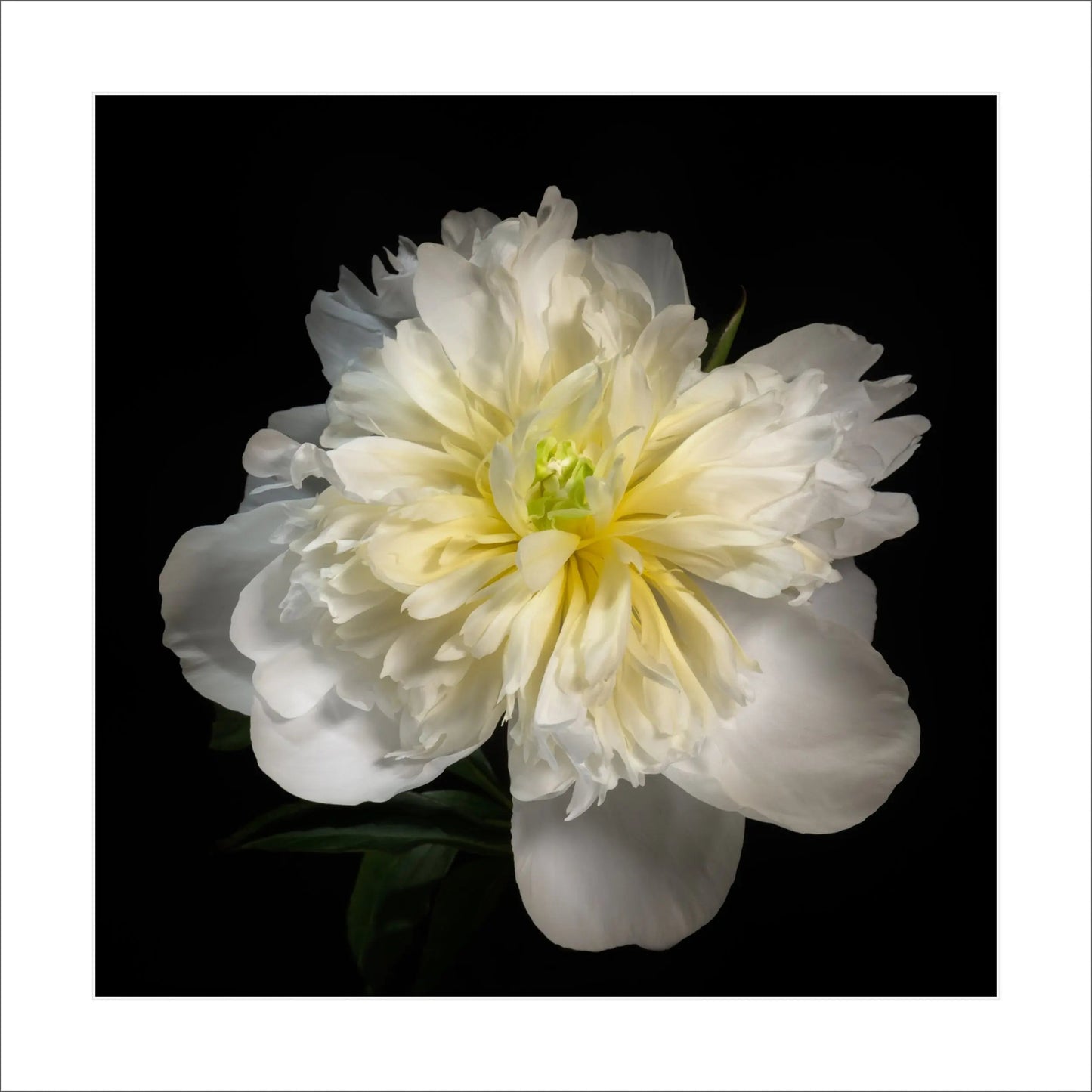 White Peony fine art giclée photograph print on bamboo paper