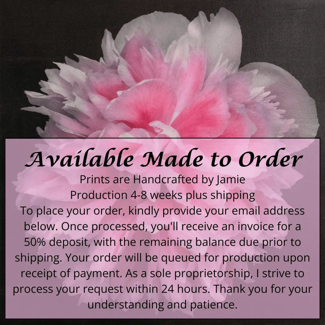 flower photograph print of huge double tree pink peony in prime bloom with swirl petals colored from a deep magenta center to white tips at the edge. Centered in Square mode, black background, wall art.