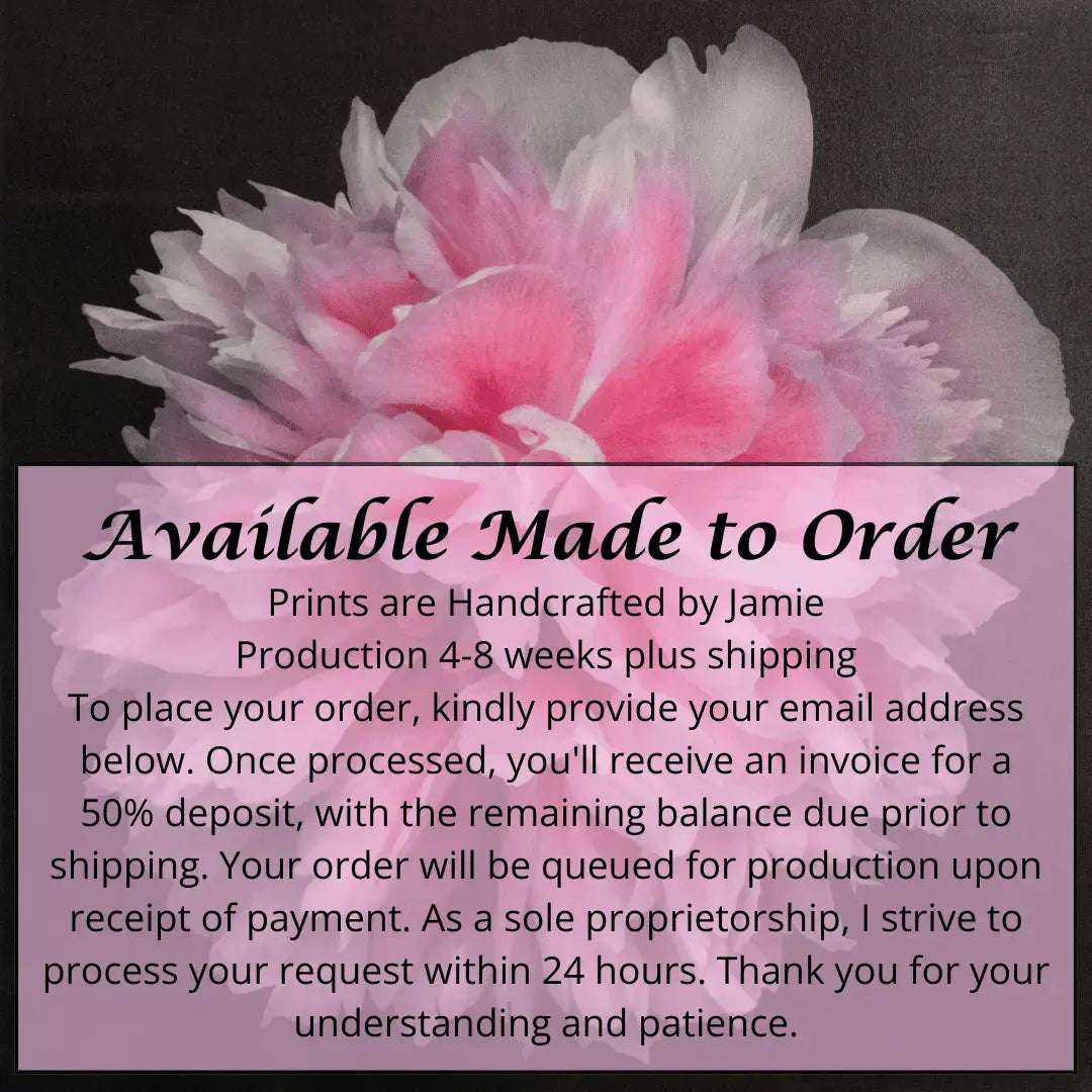 flower photograph print of huge double tree pink peony in prime bloom with swirl petals colored from a deep magenta center to white tips at the edge. Centered in Square mode, black background, wall art.