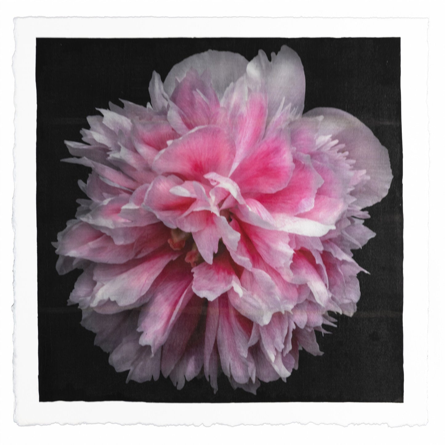 flower photograph print of huge double tree pink peony in prime bloom with swirl petals colored from a deep magenta center to white tips at the edge. Centered in Square mode, black background, wall art.print of huge pink double tree peony in prime bloom with swirl petals colored from a deep magenta center to white tips at the edge 8” square deckled edge cotton paper. black background, wall art.
