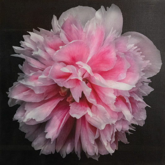 flower photograph print of huge double tree pink peony in prime bloom with swirl petals colored from a deep magenta center to white tips at the edge. Centered in Square mode, black background, wall art.