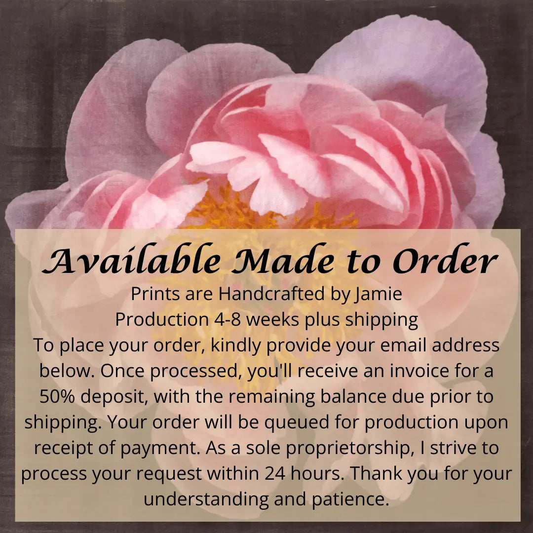 lower print of double blooming pink peony dark coral center with round fluttering petals that fade to pale pink, large yellow stamen center. Centered in Square mode, black background, wall art