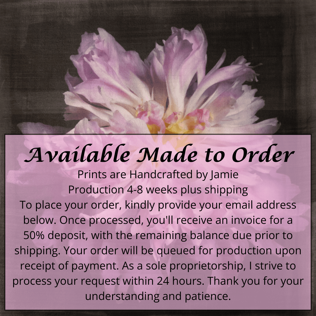 print of magenta double blooming pink peony at peak bloom, delicate fluttering petals of white and magenta with a yellow center. Centered in Square mode, black background, wall art