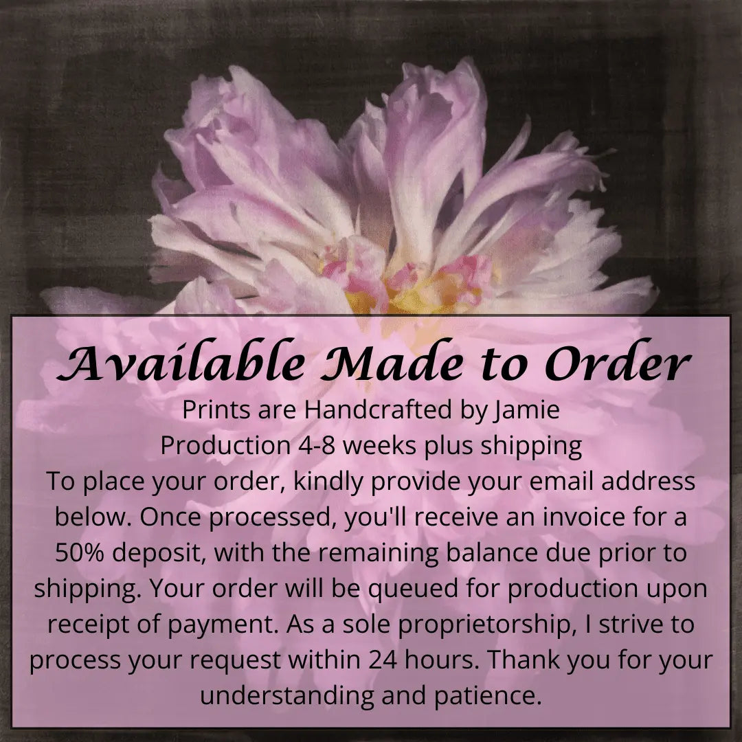 print of magenta double blooming pink peony at peak bloom, delicate fluttering petals of white and magenta with a yellow center. Centered in Square mode, black background, wall art