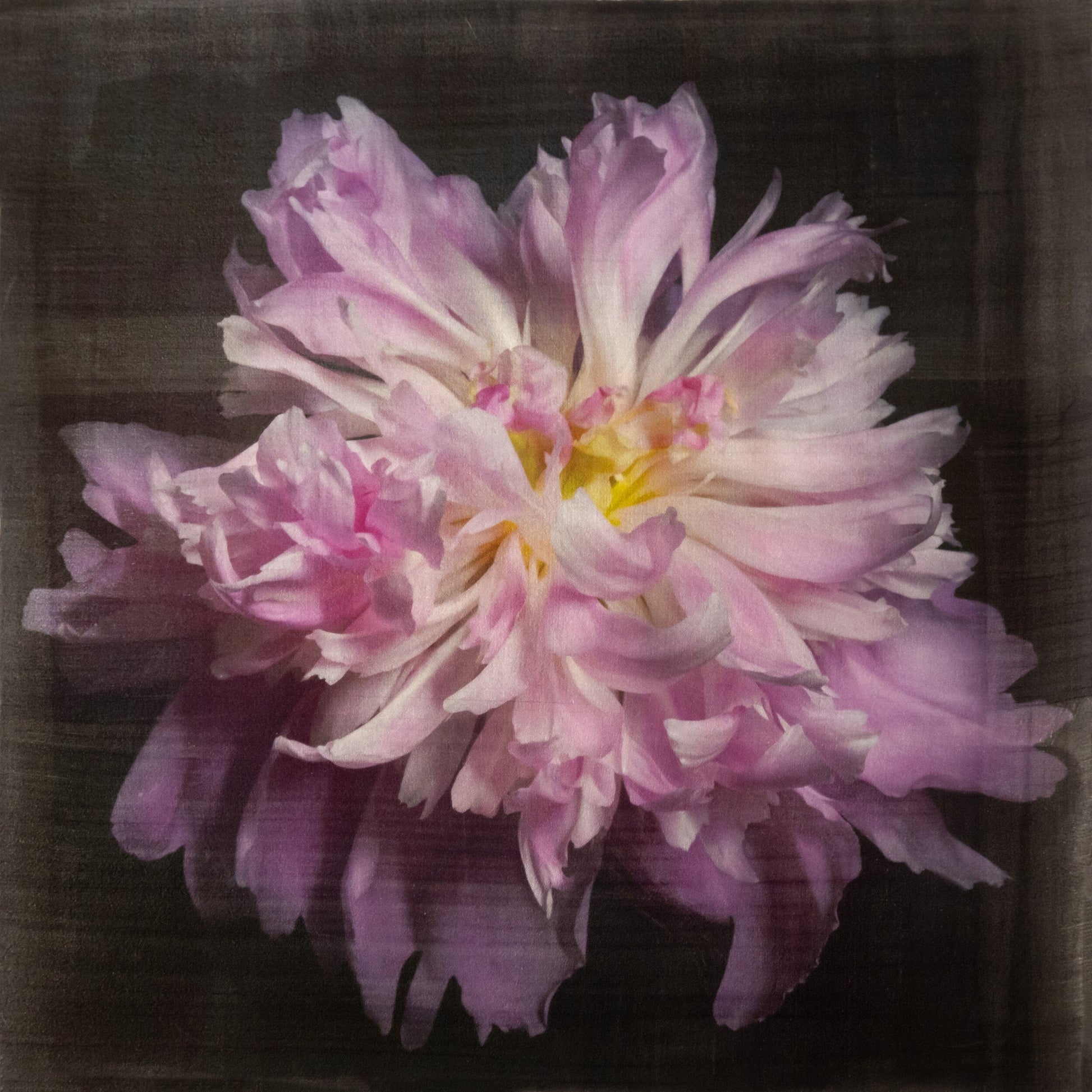 print of magenta double blooming pink peony at peak bloom, delicate fluttering petals of white and magenta with a yellow center. Centered in Square mode, black background, wall art