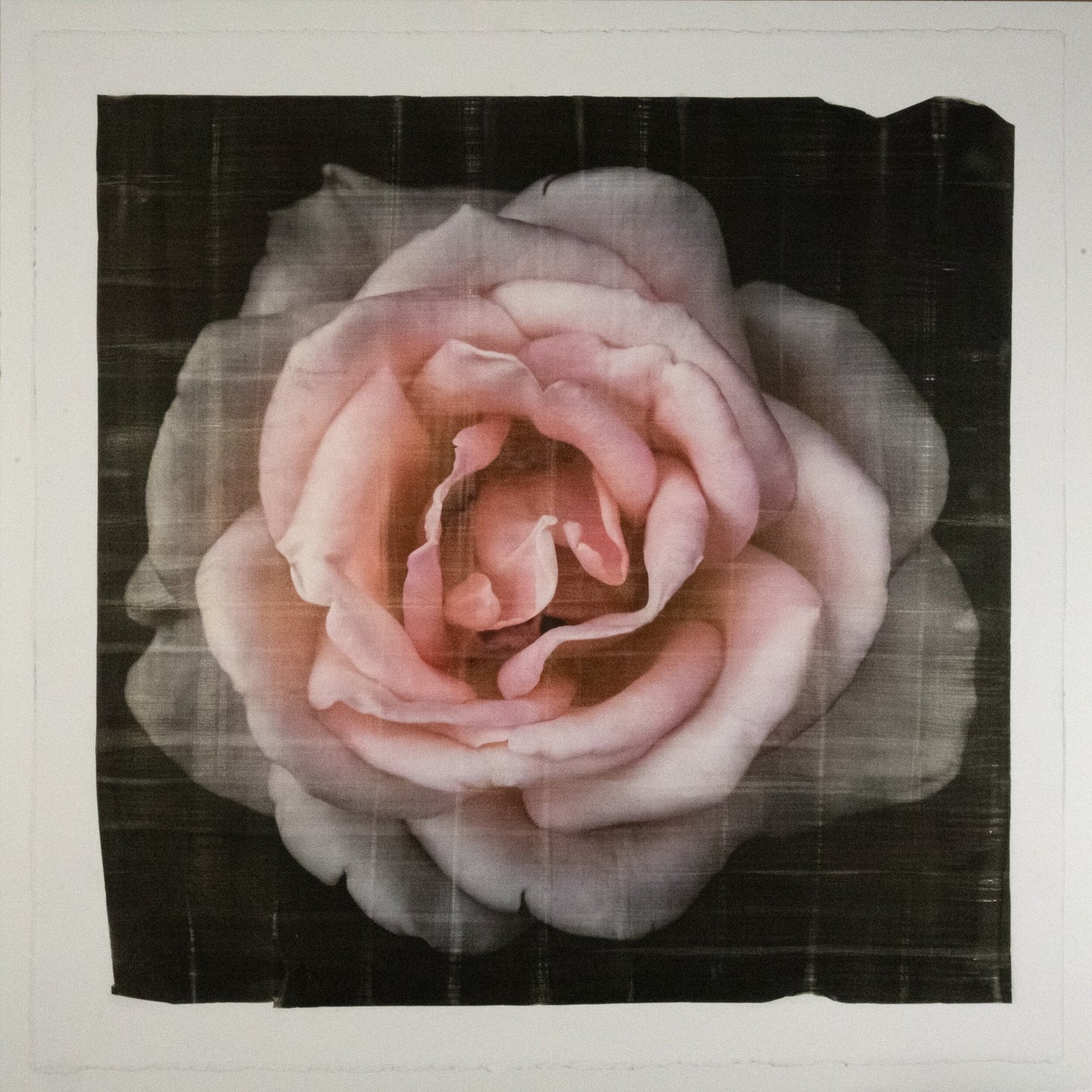 Flower Print of Pink Rose with pale pink double blooming reflex petals curling outwardsCentered in Square mode, black background, wall art 20” square on cotton paper deckle edge
