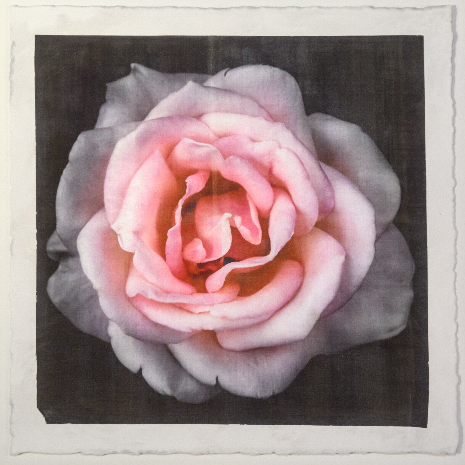 Flower Print of Pink Rose with pale pink double blooming reflex petals curling outwardsCentered in Square mode, black background, wall art 8” square on cotton paper deckle edge