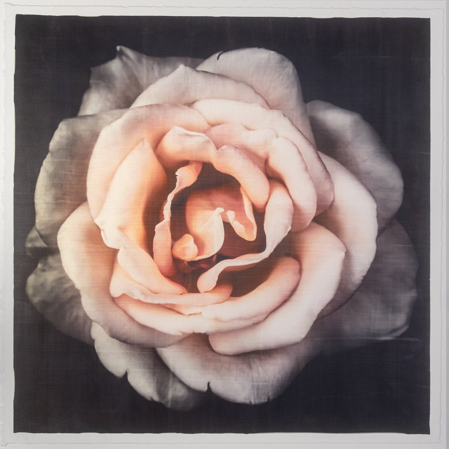 Flower Print of Pink Rose with pale pink double blooming reflex petals curling outwardsCentered in Square mode, black background, wall art 8” square on cotton paper deckle edge