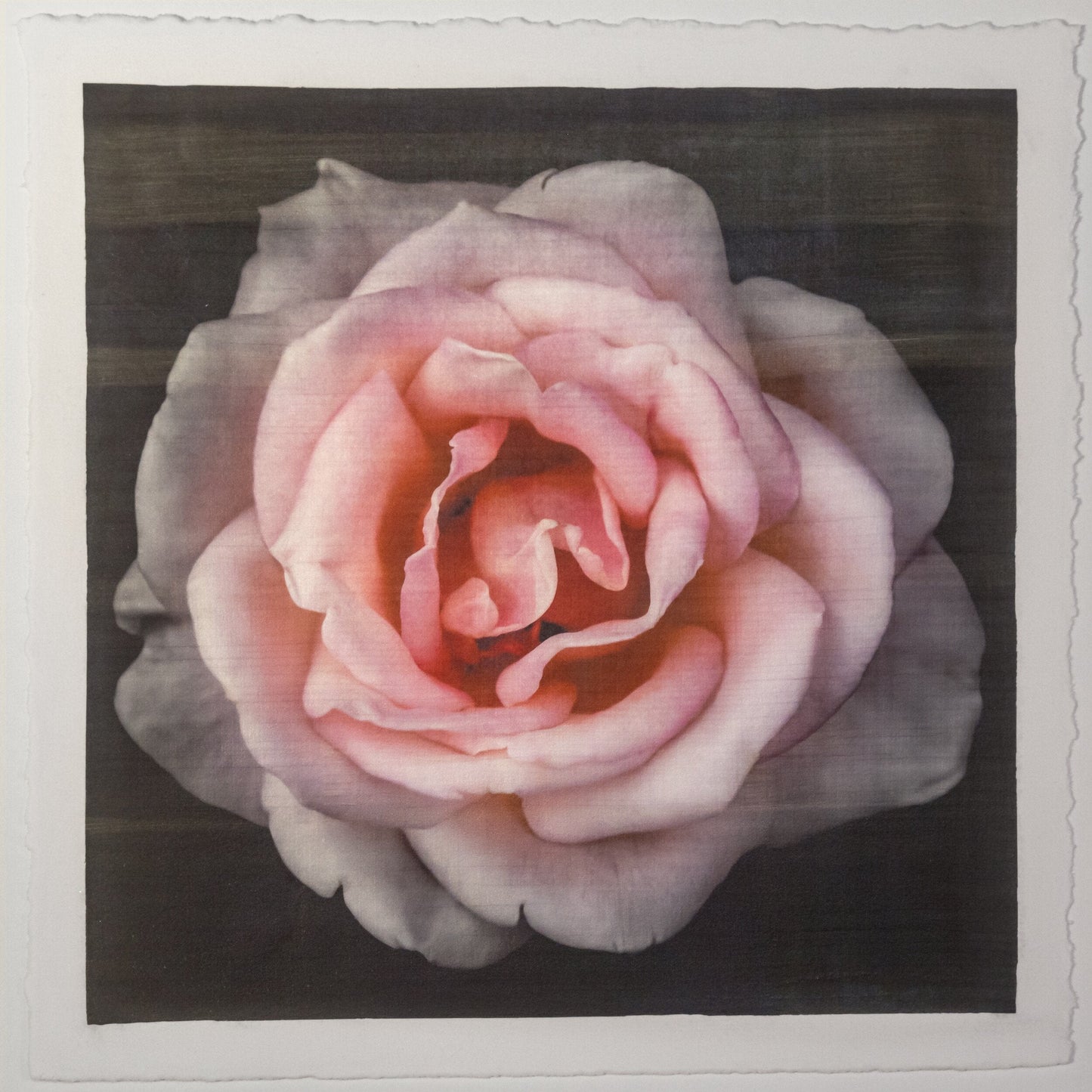 Flower Print of Pink Rose with pale pink double blooming reflex petals curling outwardsCentered in Square mode, black background, wall art 20” square on cotton paper deckle edge