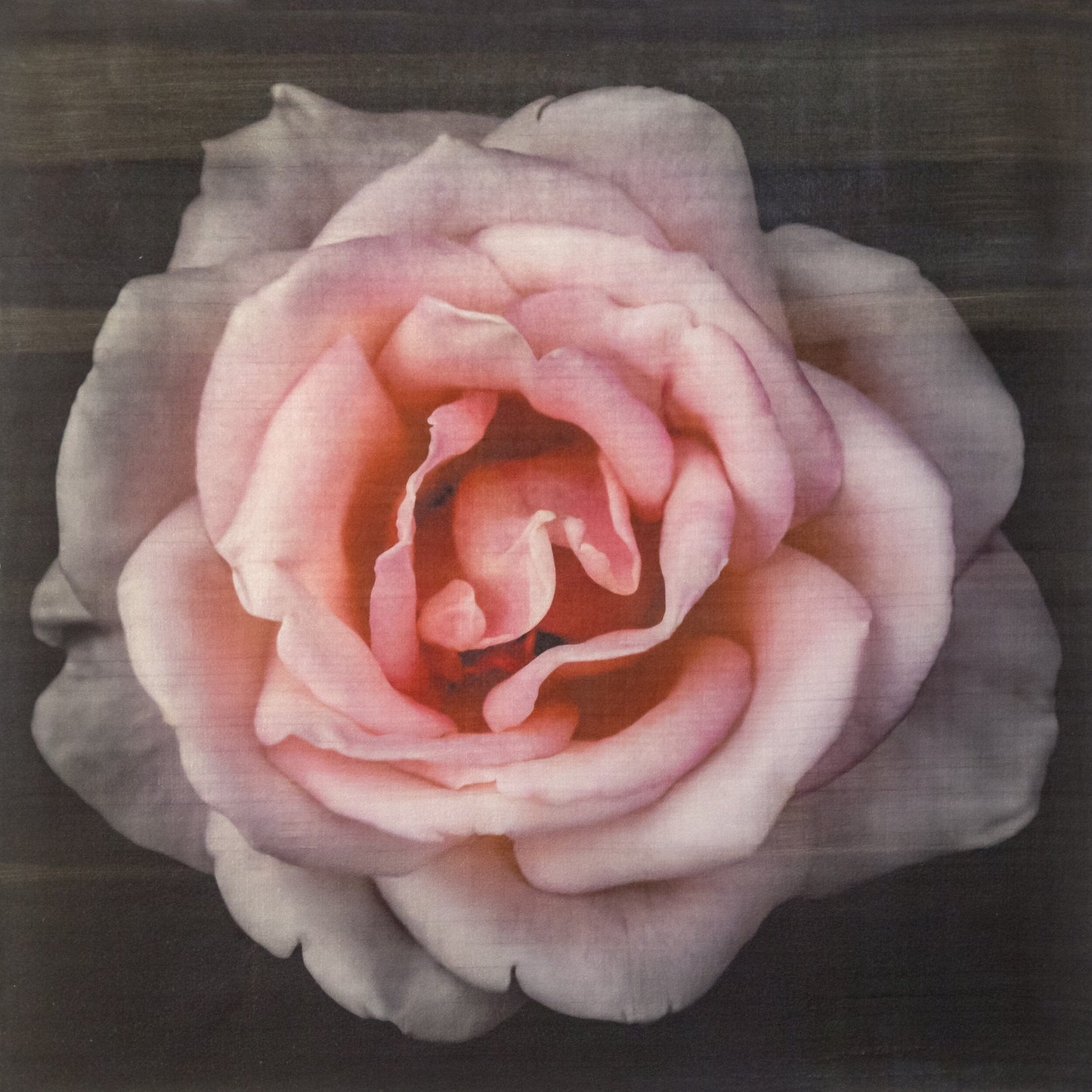Flower Print of Pink Rose with pale pink double blooming reflex petals curling outwards Centered in Square mode, black background, wall art