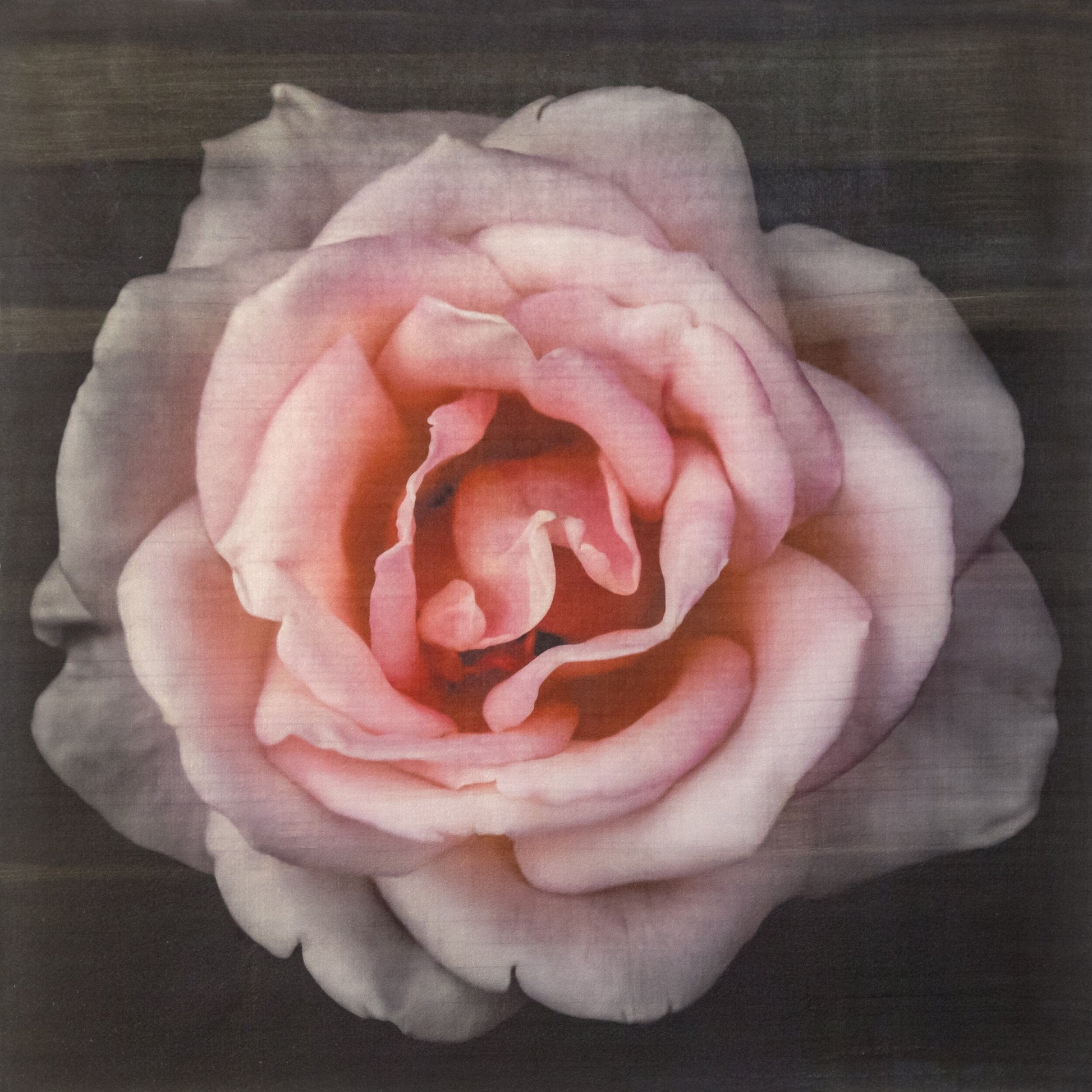 Flower Print of Pink Rose with pale pink double blooming reflex petals curling outwards Centered in Square mode, black background, wall art